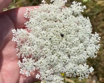 Queen Anne’s Lace Seed Tincture | Organic & Wildcrafted | Wild Carrot | Fresh Plant Herbal Extract