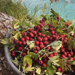 K&ouml;nnte beinhalten: Ein geflochtener Korb gef&uuml;llt mit leuchtend roten Beeren und gr&uuml;nen Bl&auml;ttern. Die Beeren sind zusammengedr&auml;ngt und scheinen frisch und reif zu sein.