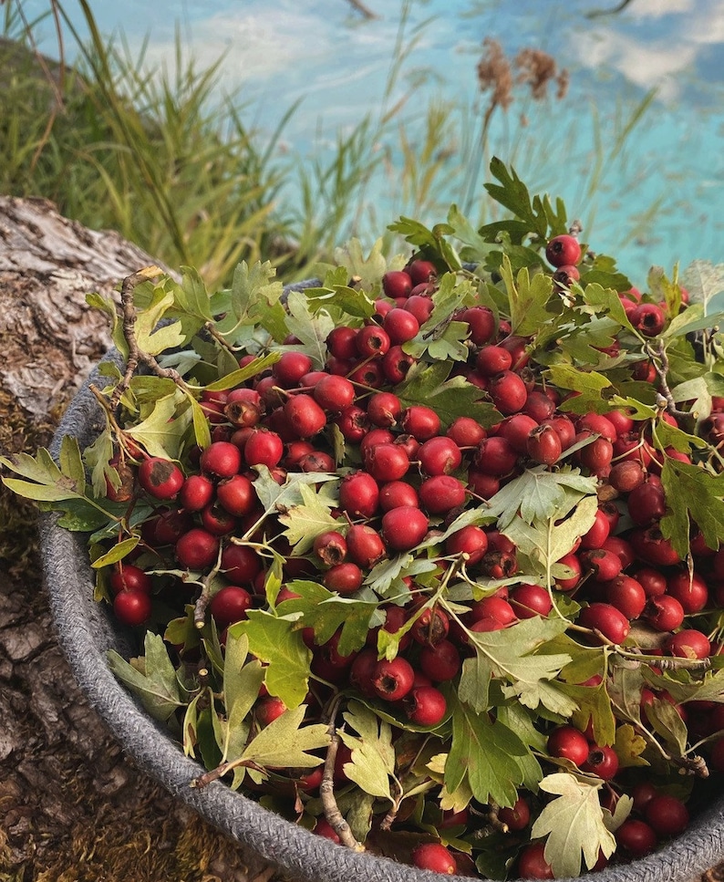 K&ouml;nnte beinhalten: Ein geflochtener Korb gef&uuml;llt mit leuchtend roten Beeren und gr&uuml;nen Bl&auml;ttern. Die Beeren sind zusammengedr&auml;ngt und scheinen frisch und reif zu sein.