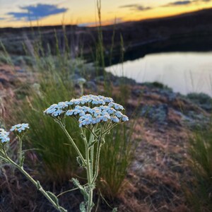 K&ouml;nnte beinhalten: Eine Gruppe kleiner wei&szlig;er Bl&uuml;ten mit gr&uuml;nen Stielen, die an einem Hang wachsen, vor einem verschwommenen Hintergrund eines Sees und eines Sonnenuntergangs.