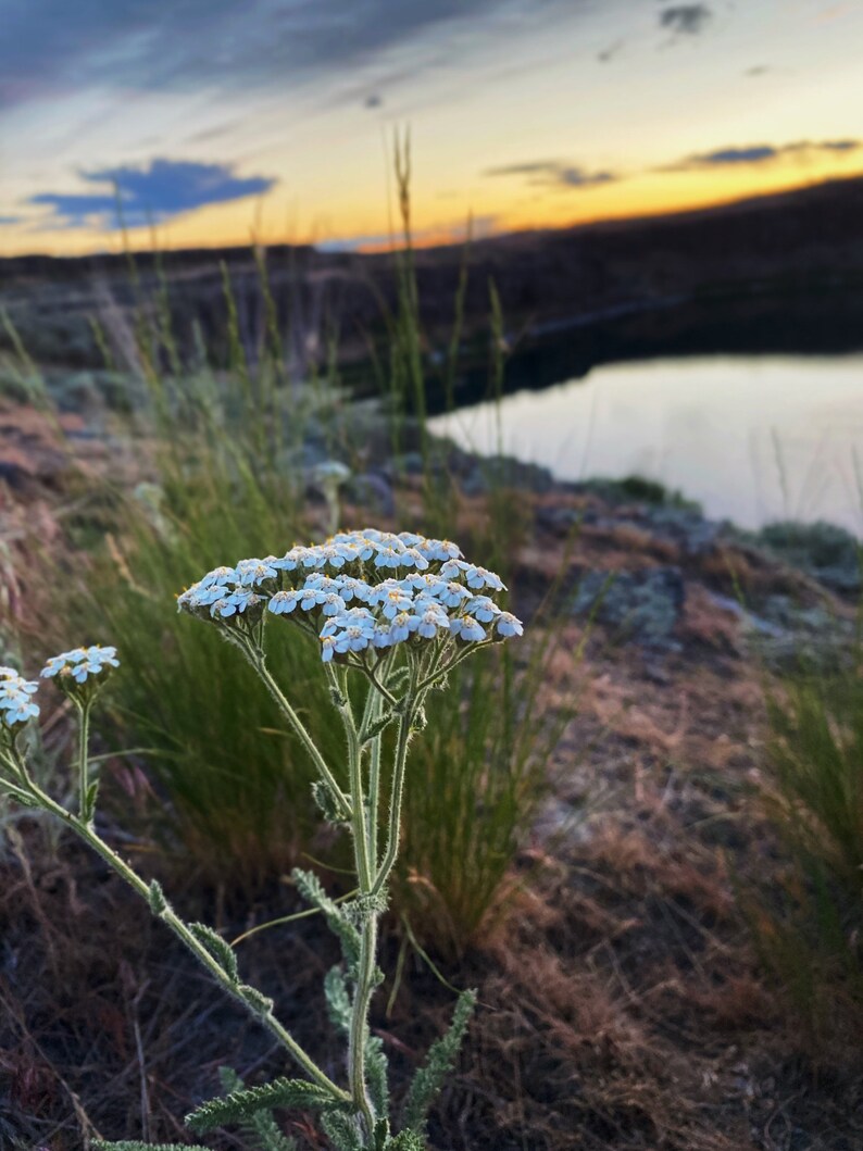 K&ouml;nnte beinhalten: Eine Gruppe kleiner wei&szlig;er Bl&uuml;ten mit gr&uuml;nen Stielen, die an einem Hang wachsen, vor einem verschwommenen Hintergrund eines Sees und eines Sonnenuntergangs.
