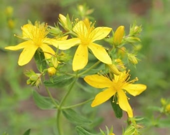 St. John’s Wort Tincture | Organic & Wildcrafted Herbal Extract