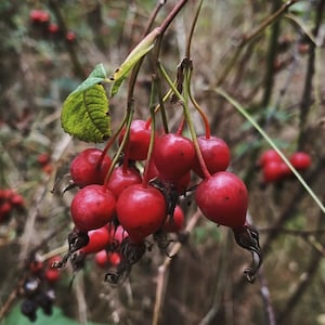 May include: A cluster of bright red rose hips hanging from a branch. The rose hips are clustered together and have a slightly wrinkled texture. The background is blurred and out of focus.