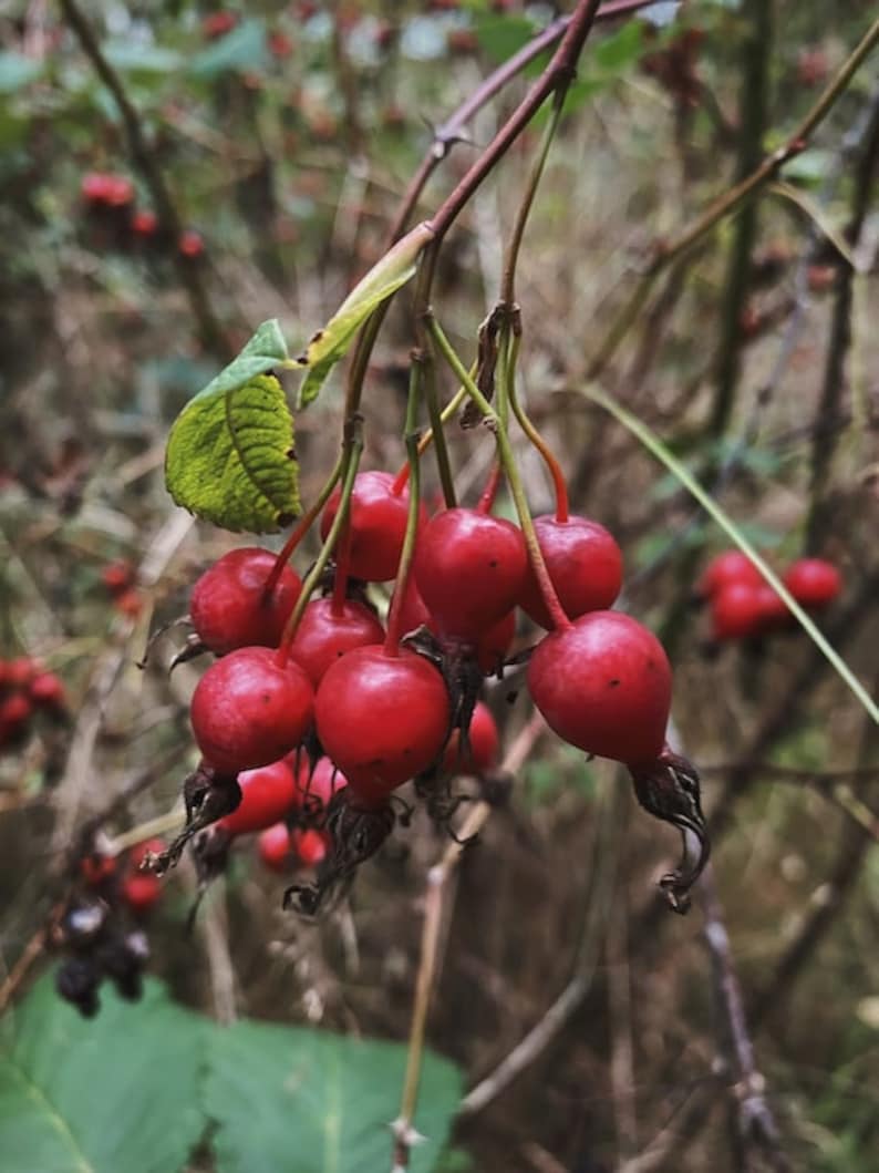May include: A cluster of bright red rose hips hanging from a branch. The rose hips are clustered together and have a slightly wrinkled texture. The background is blurred and out of focus.