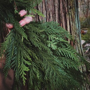 以下が含まれることがあります： 茶色の木の幹に寄り添うように、緑色の杉の枝を手に持った人の手
