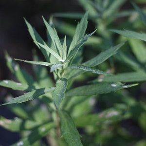 Mugwort Tincture | Organic & Wildcrafted Herbal Extract | Fresh Plant Infused Elixir