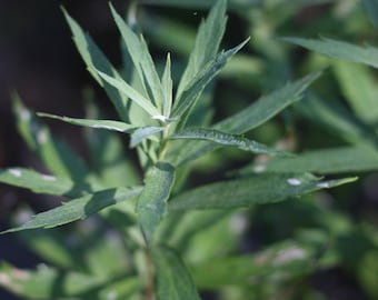 Mugwort Tincture | Organic & Wildcrafted Herbal Extract | Fresh Plant Infused Elixir