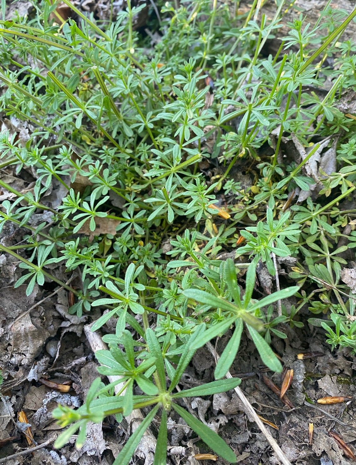 Organic Cleavers Tincture // Fresh & Wildcrafted Etsy