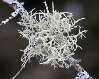 Usnea Tincture | Organic & Wildcrafted | Fresh Lichen Herbal Extract | Double Extraction Elixir