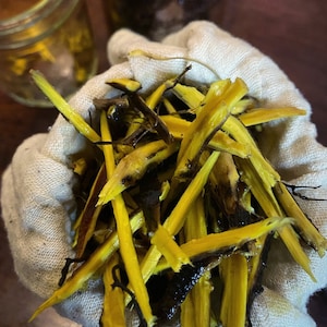 Oregon Grape Root Tincture | Organic & Wildcrafted Herbal Extract | Fresh Plant Infused Elixir
