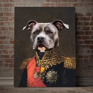 May include: A gray pit bull dog wearing a black and gold military uniform with a red sash and gold trim. The dog is looking directly at the viewer with a serious expression.