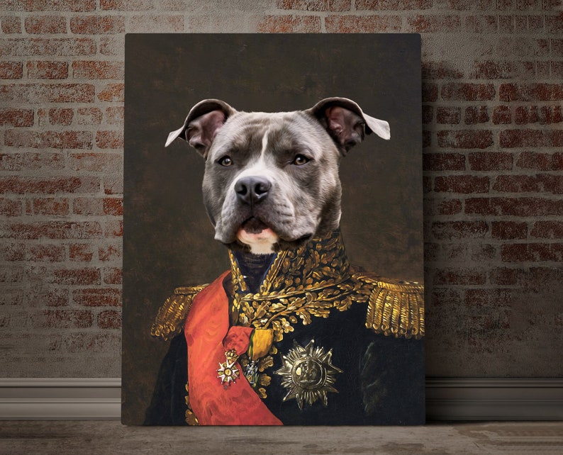 May include: A gray pit bull dog wearing a black and gold military uniform with a red sash and gold trim. The dog is looking directly at the viewer with a serious expression.