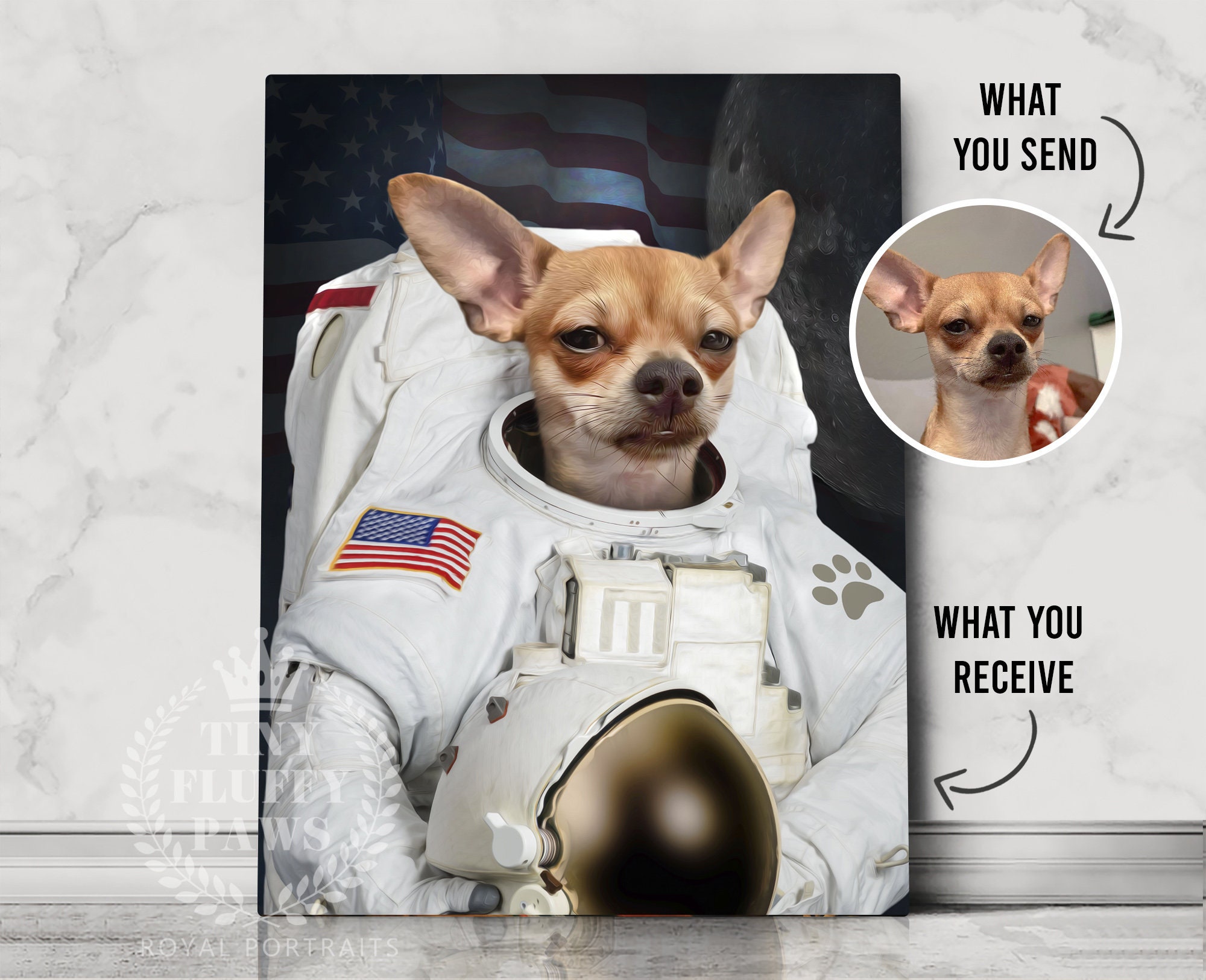 Why Did They Send A Dog To Space