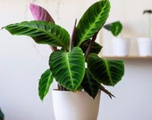 Calathea Warscewiczii - ships in 6 quot pot