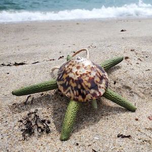 May include: A brown and white seashell with a green starfish attached to it. The seashell and starfish are on a sandy beach.