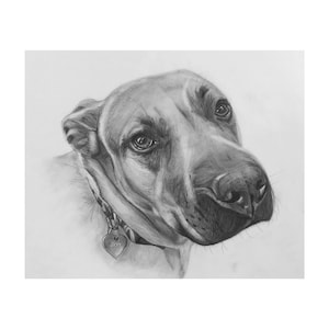 Custom Pet Portraits