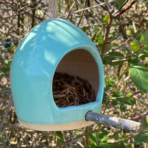 May include: A light blue ceramic bird feeder with a small wooden perch. The feeder is filled with mealworms.