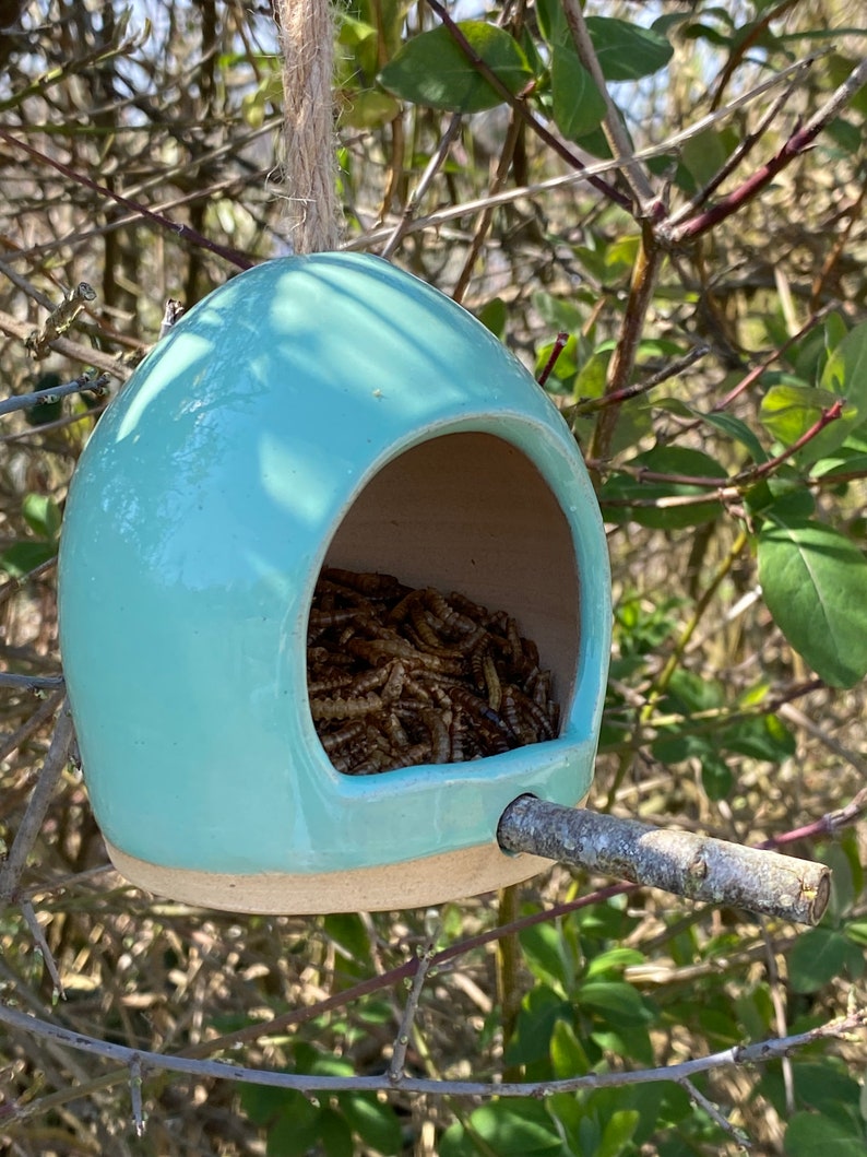 May include: A light blue ceramic bird feeder with a small wooden perch. The feeder is filled with mealworms.