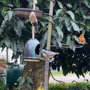 May include: Three birds perched on a bird feeder. A robin is on a metal perch, a nuthatch is on a ceramic perch, and a goldfinch is hanging from a rope.