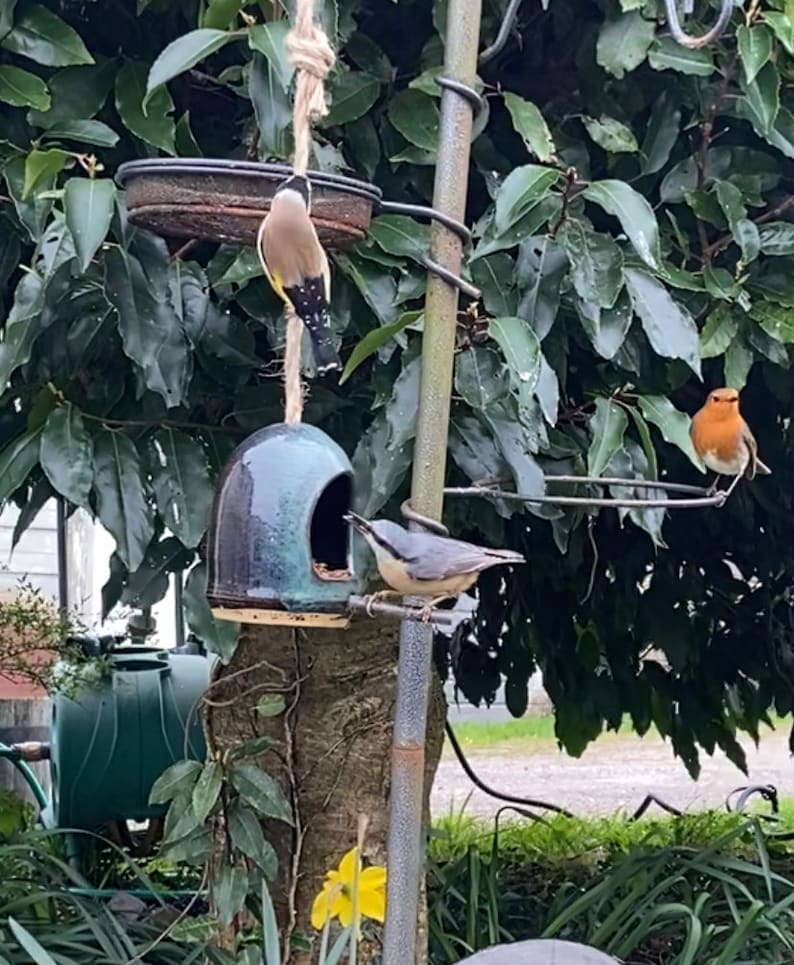 May include: Three birds perched on a bird feeder. A robin is on a metal perch, a nuthatch is on a ceramic perch, and a goldfinch is hanging from a rope.