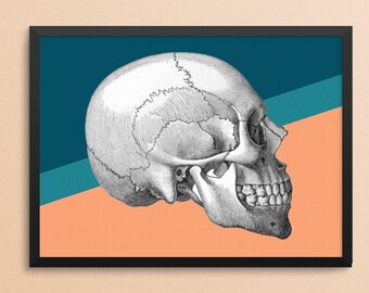 Puede incluir: Una ilustración en blanco y negro de un cráneo humano sobre un fondo azul verdoso y melocotón. El cráneo está mirando hacia la derecha y está de perfil.