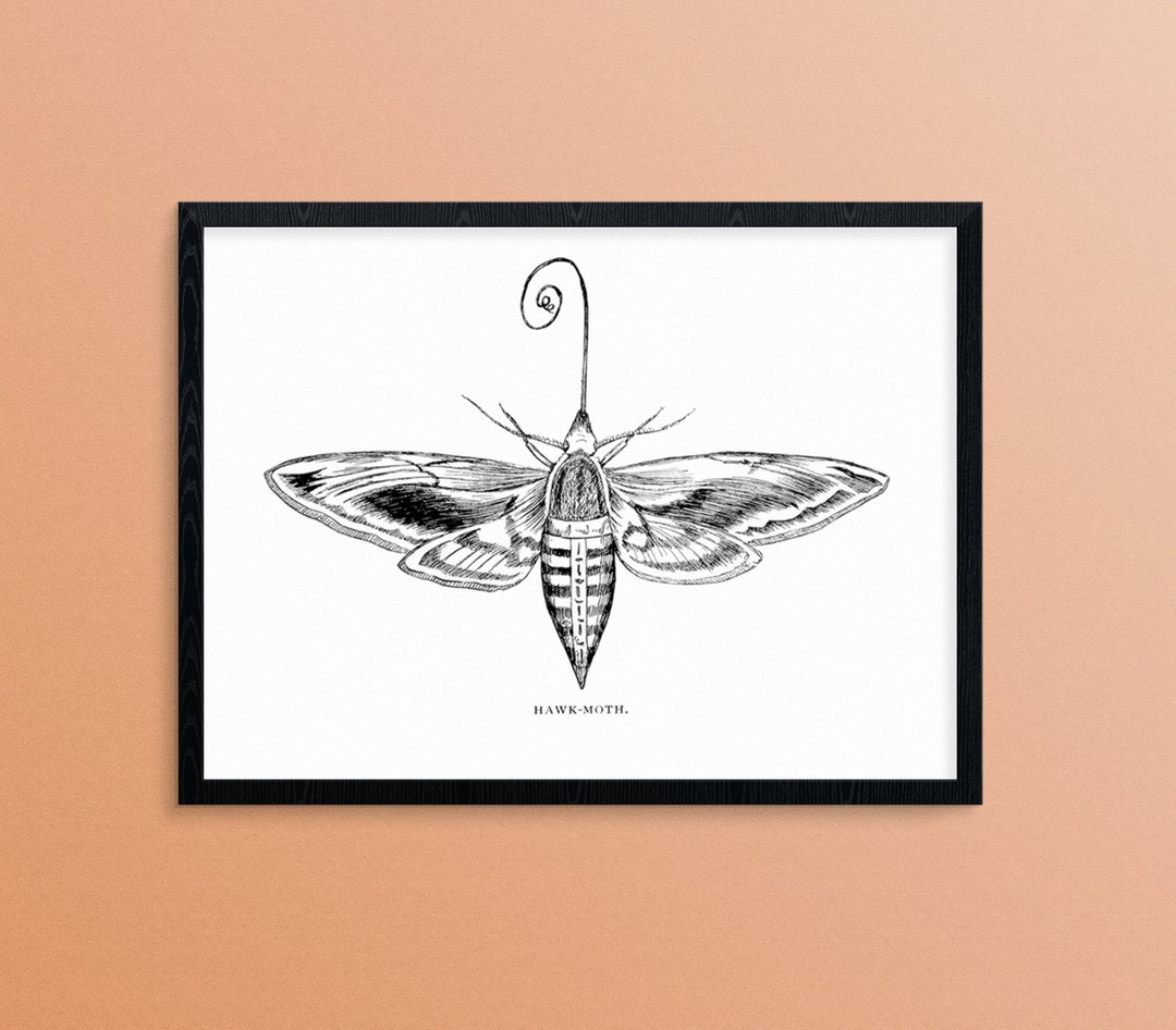 Empreinte de moth, art de mite de nuit, décor de papillon de nuit, art — free download