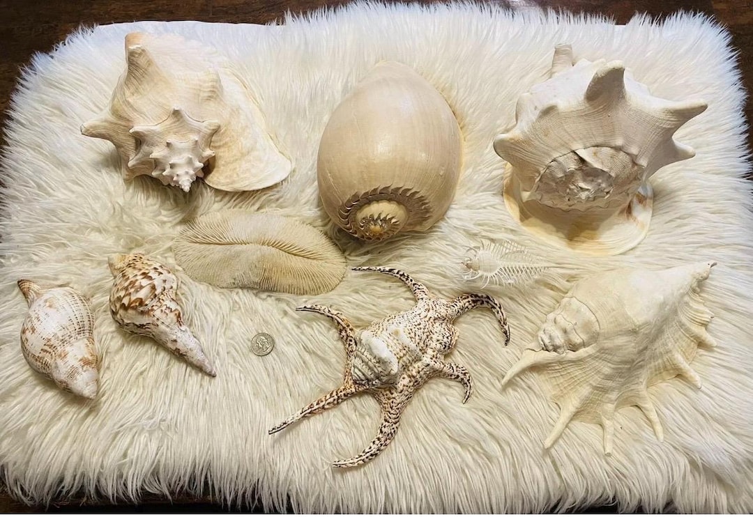 Vintage Estate Find Lot of Beautiful Seashells Collection Spiny Conch ...