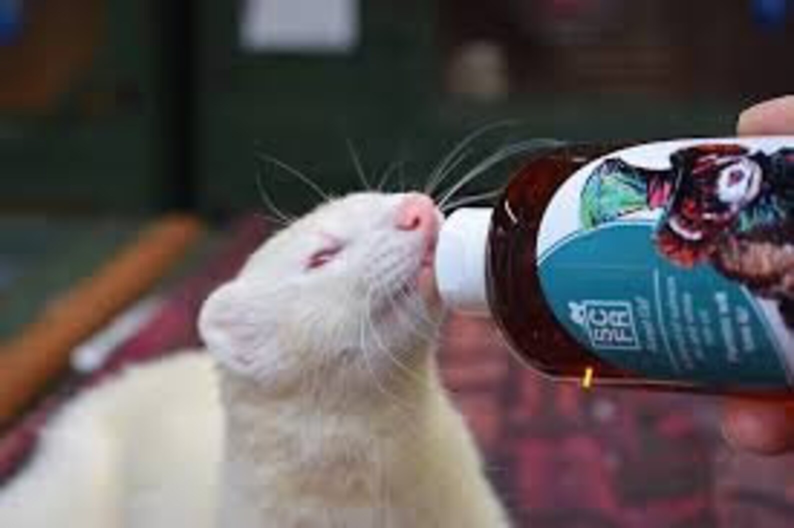 Ferret Oil 250ml Bottle animal food suppliment and treat Etsy