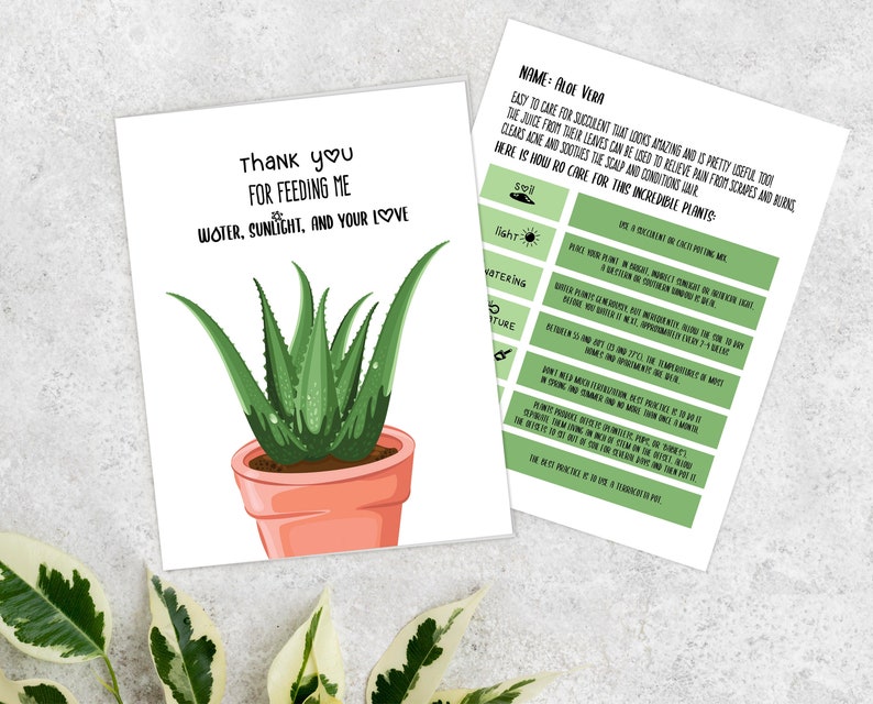 Buy Thank You Card for Plant Mom With Aloe Vera Plant Drawing Online in ...