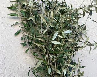 Extra long live fresh olive stems - beautiful decoration for wedding, centerpiece, garland.  Includes all shipping fees and surcharges!