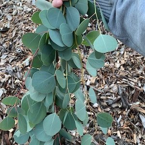 Freshly cut silver dollar eucalyptus stems - Elegant favorite for weddings, graduations, table centerpiece, home decor, spa.  FREE shipping!