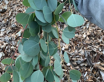 Freshly cut silver dollar eucalyptus stems - Elegant favorite for weddings, graduations, table centerpiece, home decor, spa.  FREE shipping!