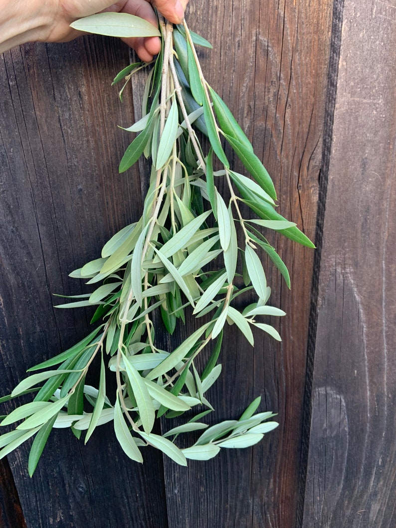Large bundle of fresh olive branches Etsy