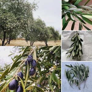 Bulk wild olive stems - freshly harvested - perfect for wedding, event decor, garland, wreath, centerpiece, floral, holiday.  FREE SHIPPING!