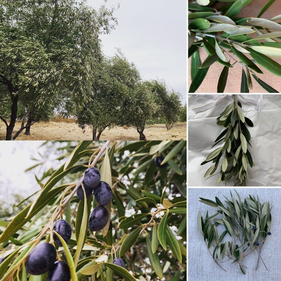 Bulk olive stems freshly harvested perfect for wedding Etsy