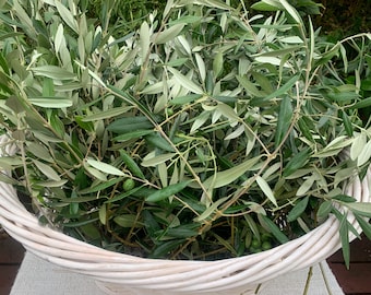 Bulk freshly cut wild olive stems wholesale price. For wedding, event decor, garland, wreath, centerpiece, floral, holiday.  FREE SHIPPING!