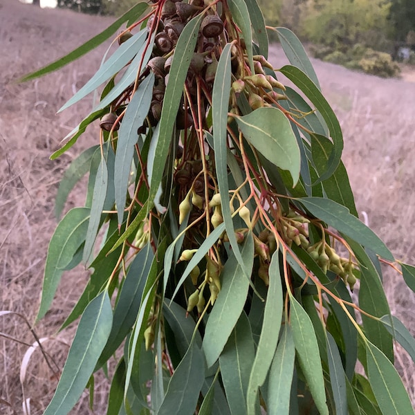 Live Eucalyptus Plant Etsy