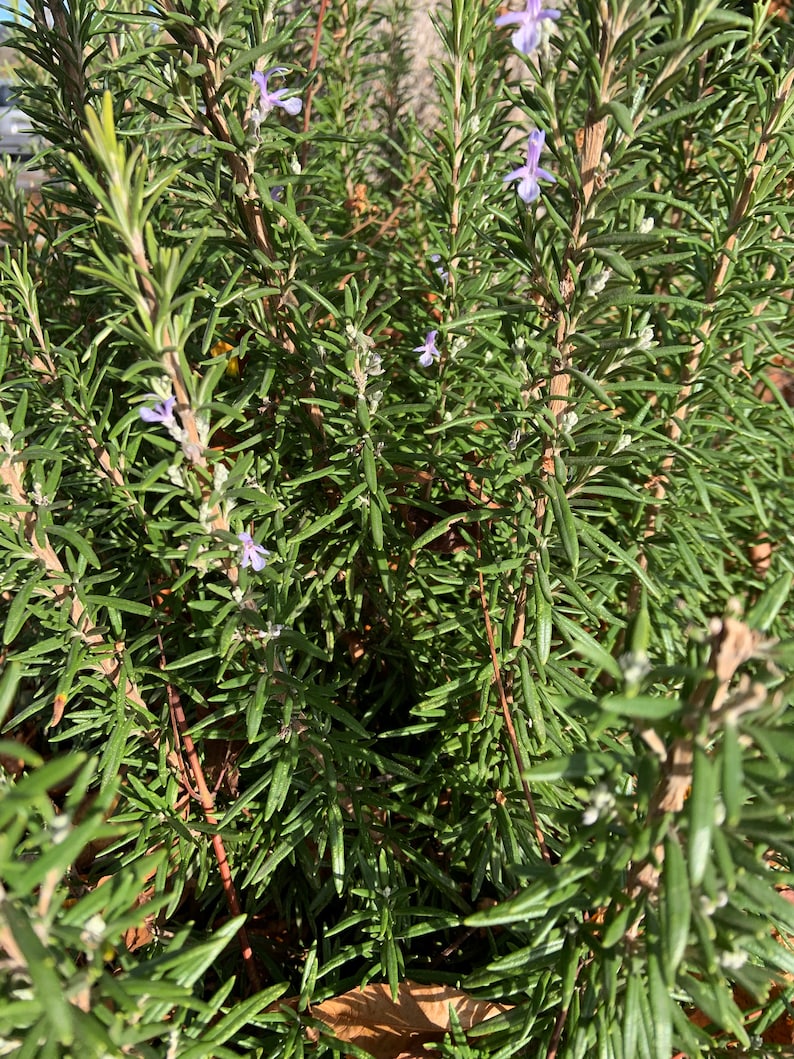 3 rustic rosemary bundles freshly cut each is five stems Etsy