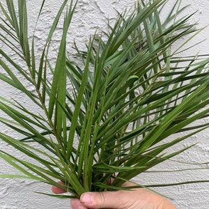 6 petite fronds of Canary Island date palm - fresh, live, and natural! FREE shipping in 16-inch box. Long lasting tropical home/event decor!