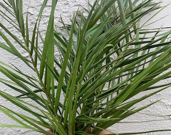 6 petite fronds of Canary Island date palm - fresh, live, and natural! FREE shipping in 16-inch box. Long lasting tropical home/event decor!