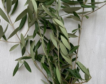 Medium length (10-14 inches) freshly cut real live olive stems. FREE SHIPPING! For wedding or event, centerpiece or garland, holiday decor