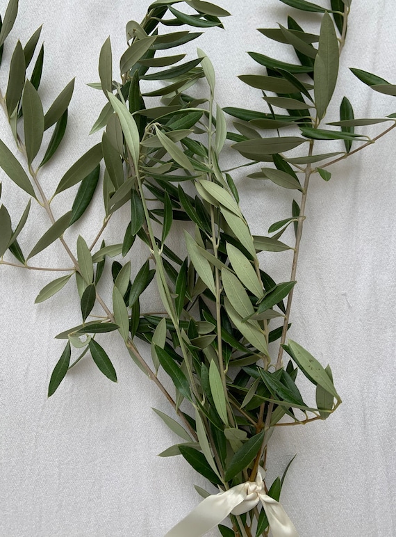 Medium bundle of fresh olive branches rustic home decor Etsy