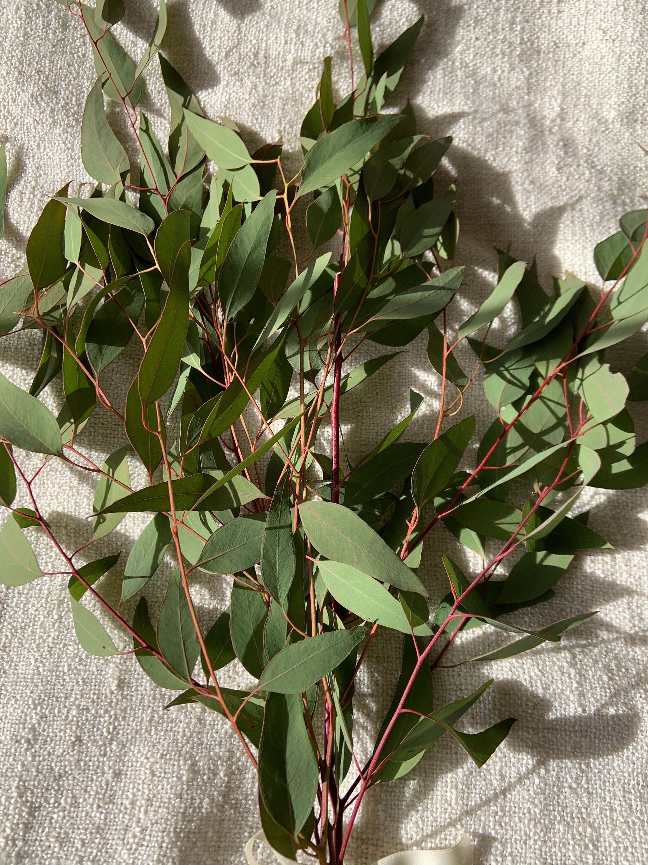FRESH Eucalyptus stems great for aromatherapy or mixing in Etsy