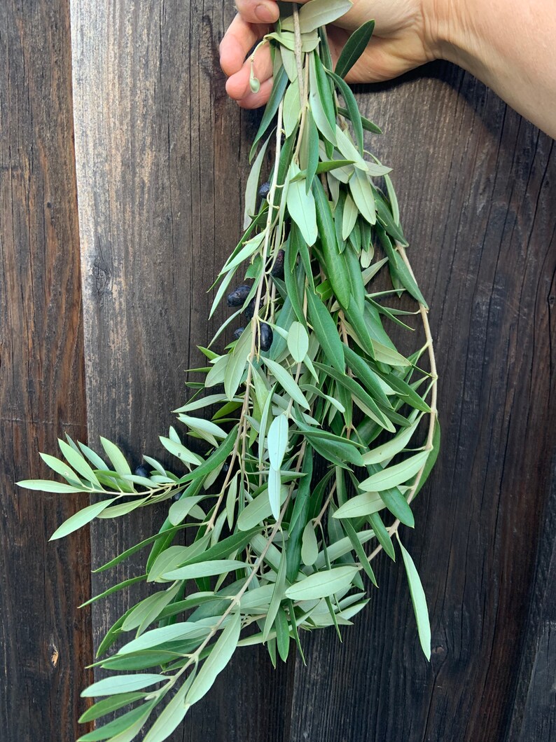 Large bundle of fresh olive branches Etsy