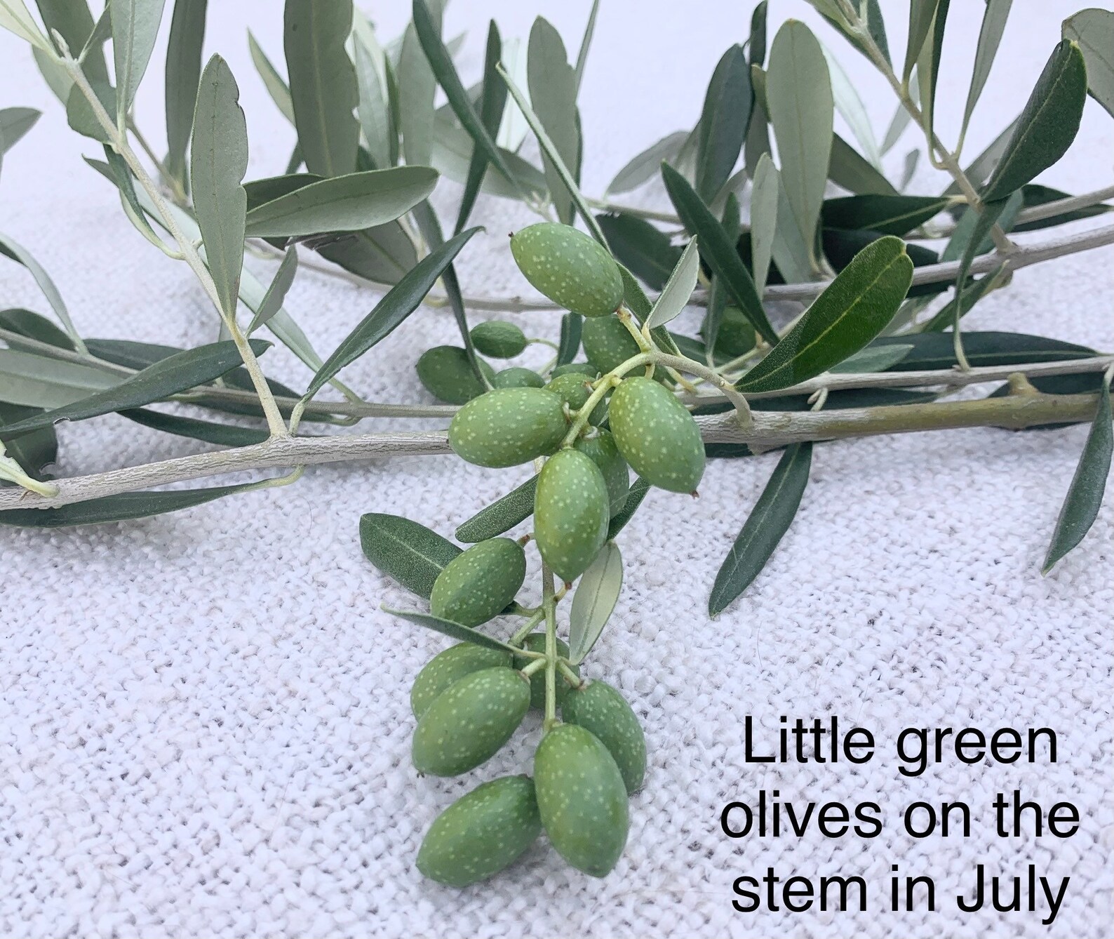 Bulk Olive Stems Freshly Harvested Perfect for Wedding Etsy