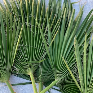 5 fresh, live, fan palm leaves - FREE shipping! Pls. read item description. Custom sizes available. Use for decor, floral, party, DIY crafts
