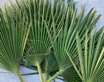 5 fresh, live, fan palm leaves - FREE shipping! Pls. read item description. Custom sizes available. Use for decor, floral, party, DIY crafts