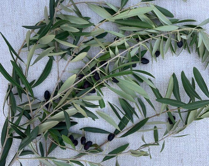 Fresh Cut Dried Olive Branches Etsy
