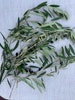 Real live long-stemmed (18-20 inch) olive branches. FREE SHIPPING! Freshly cut stems for wedding, event, floral, centerpiece, home or office 