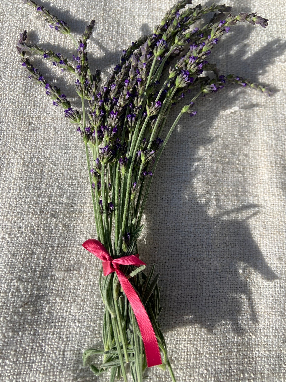 20 FRESH lavender flower stems Etsy